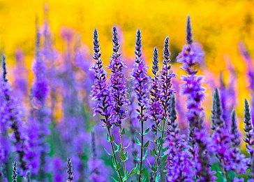 全新动作 RPG《芙蕾德利卡》最新宣传片公开